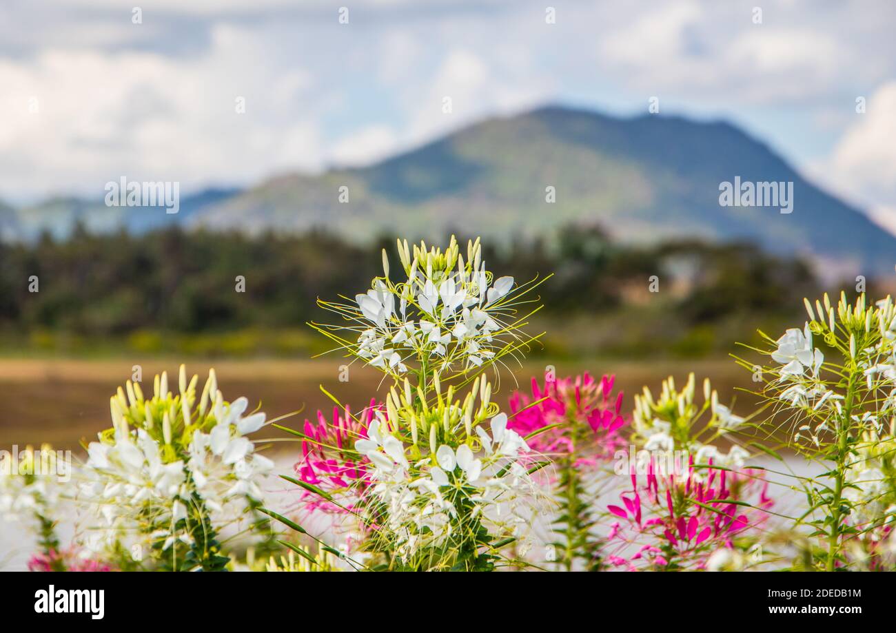 singha-park-flower-hi-res-stock-photography-and-images-alamy