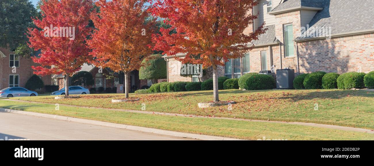 Panoramic view colorful red maple trees near two story houses in