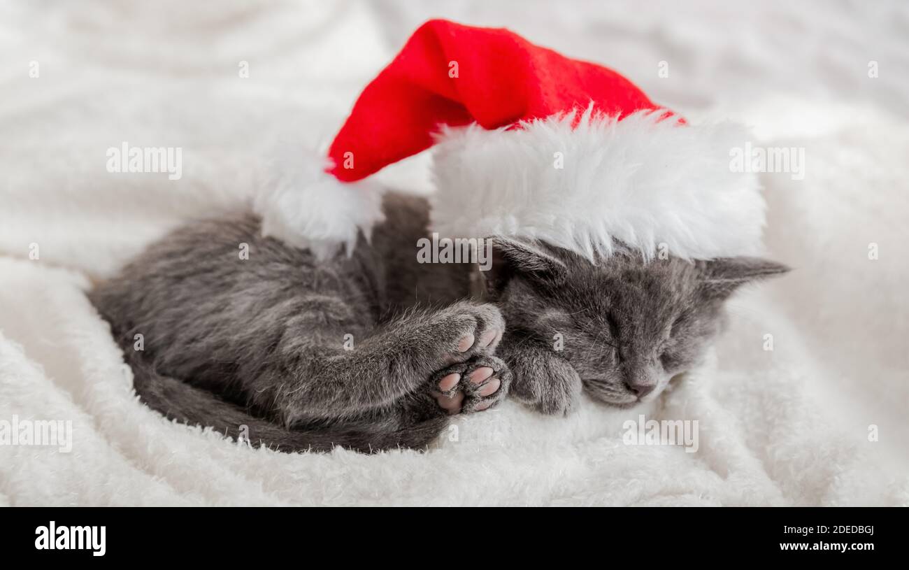 Christmas Kitten in santa claus hat sleeping curled up on soft fluffy white plaid. Christmas gray british cat portrait with pink paws. New Year kitten Stock Photo