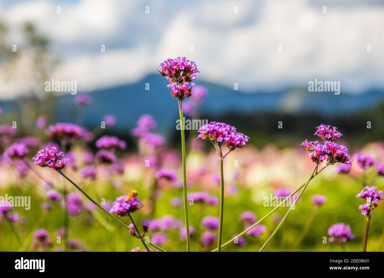 Singha Park Flower Hi res Stock Photography And Images Alamy singha-park-flower-hi-res-stock-photography-and-images-alamy