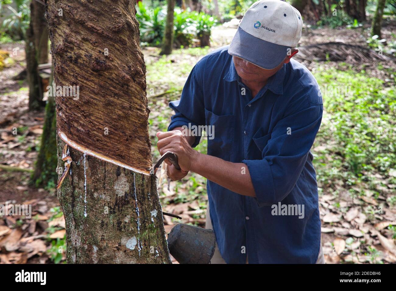 A local man demonstrates cutting a narrow channel on a rubber tree trunk resulting in white latex running down to be collected for rubber making Stock Photo