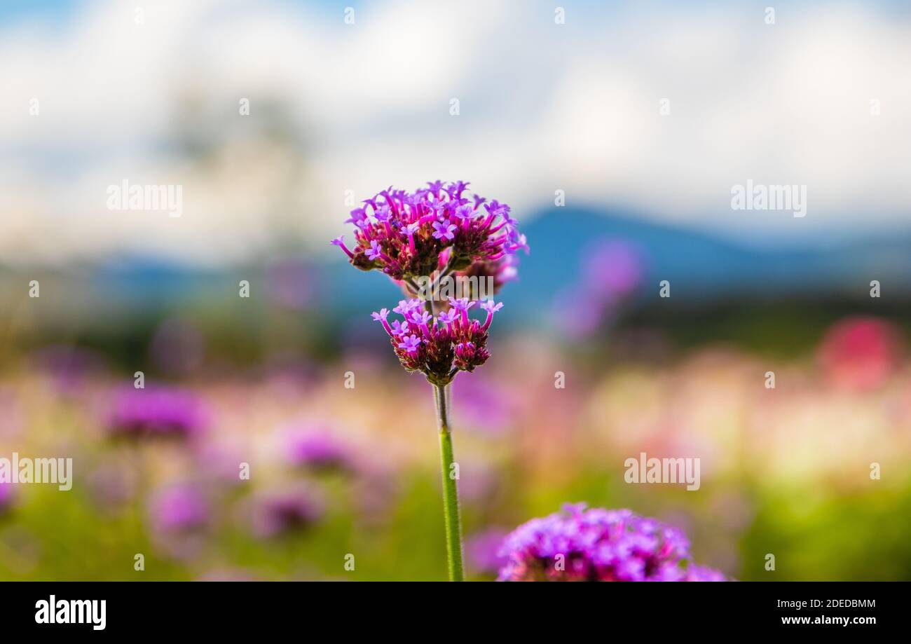 Singha Park Flower Hi res Stock Photography And Images Alamy singha-park-flower-hi-res-stock-photography-and-images-alamy