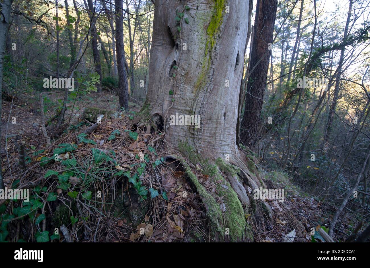 Big tree with trunk and roots spreading out beautiful on grass in ...