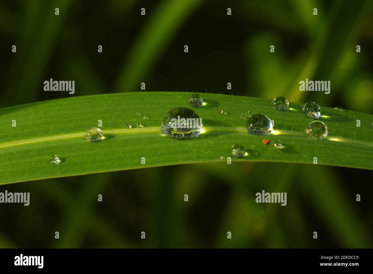 Water droplets on green grass Stock Photo