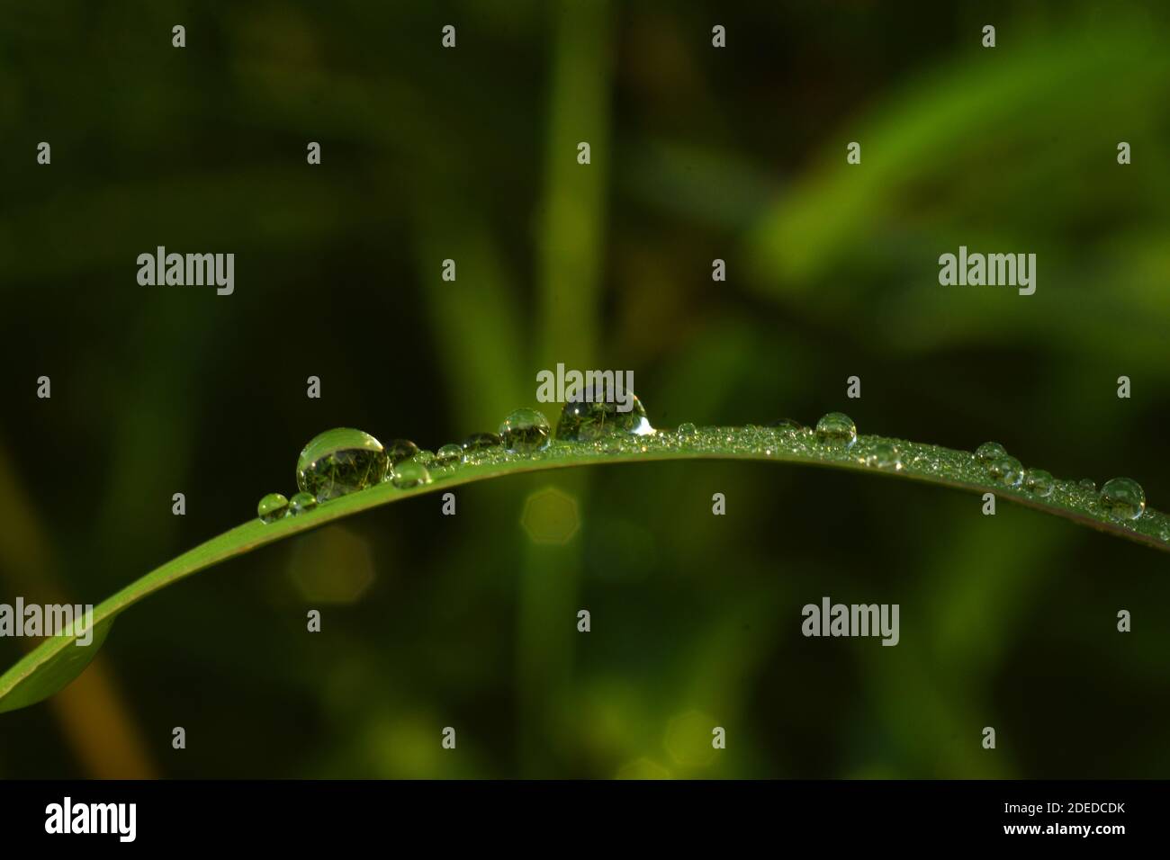 Water droplets on green grass Stock Photo