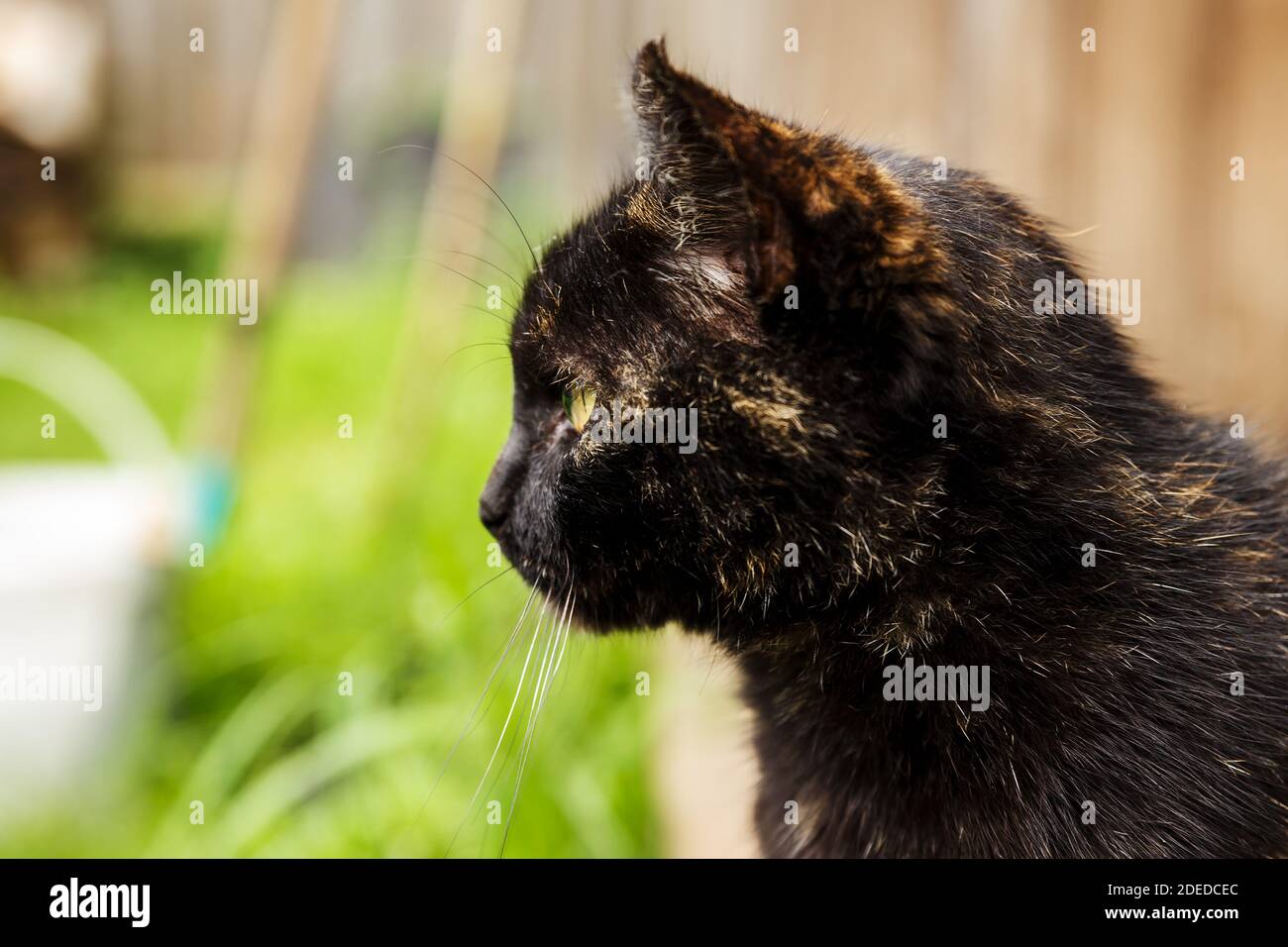black cat. The cat looks to the side. Close-up of a cat's head in profile Stock Photo