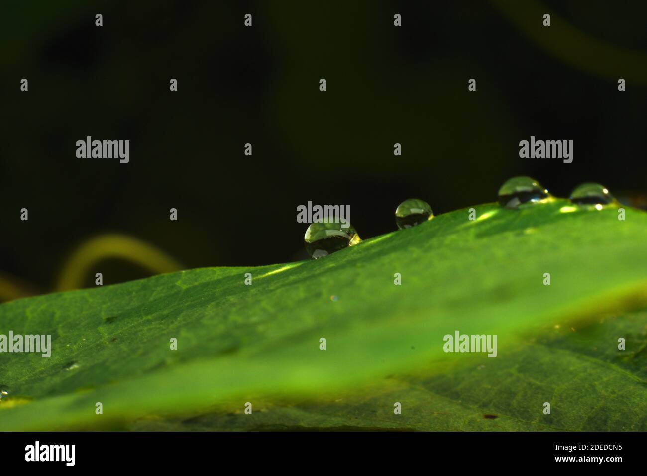 water beads on green leaf against blur background Stock Photo