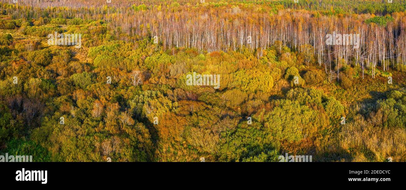 Aerial view mixed green forest hi-res stock photography and images - Alamy
