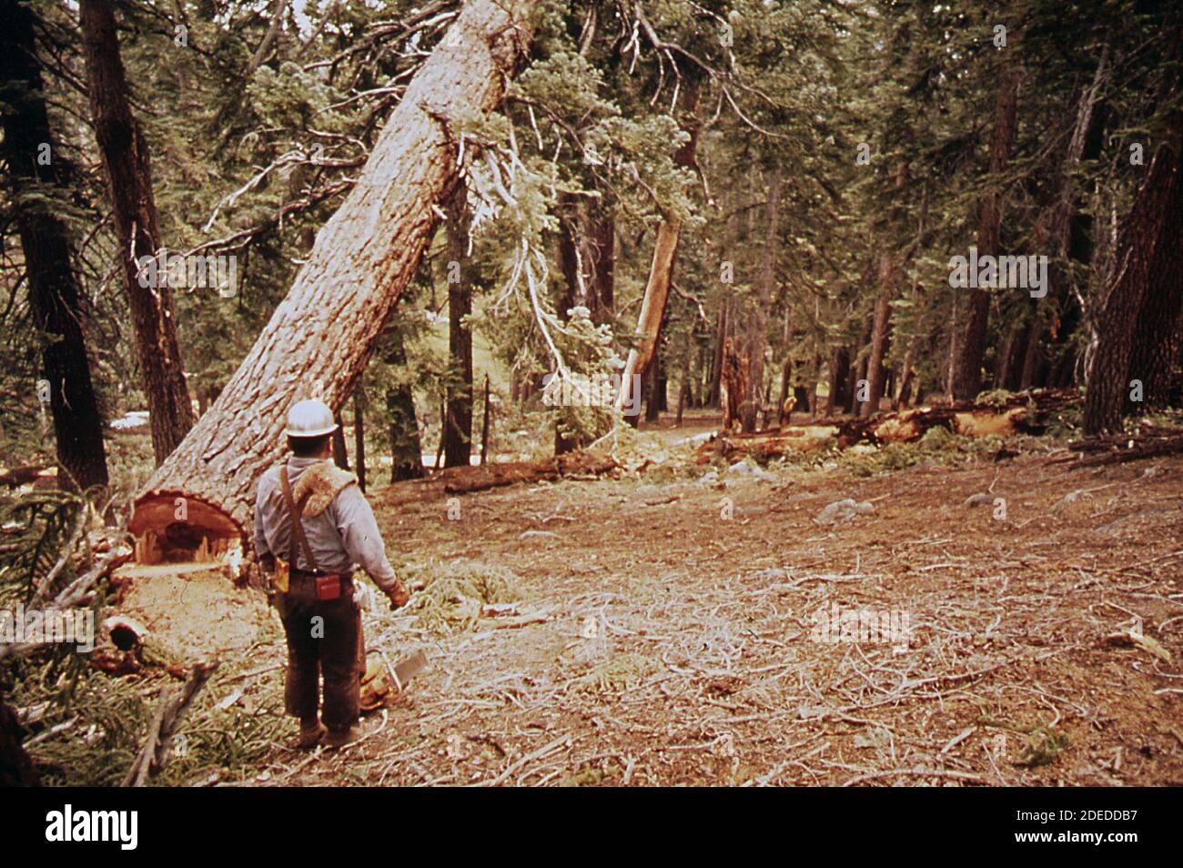 1970s Photos (1972) - D. jackson felling red fir tree Stock Photo - Alamy