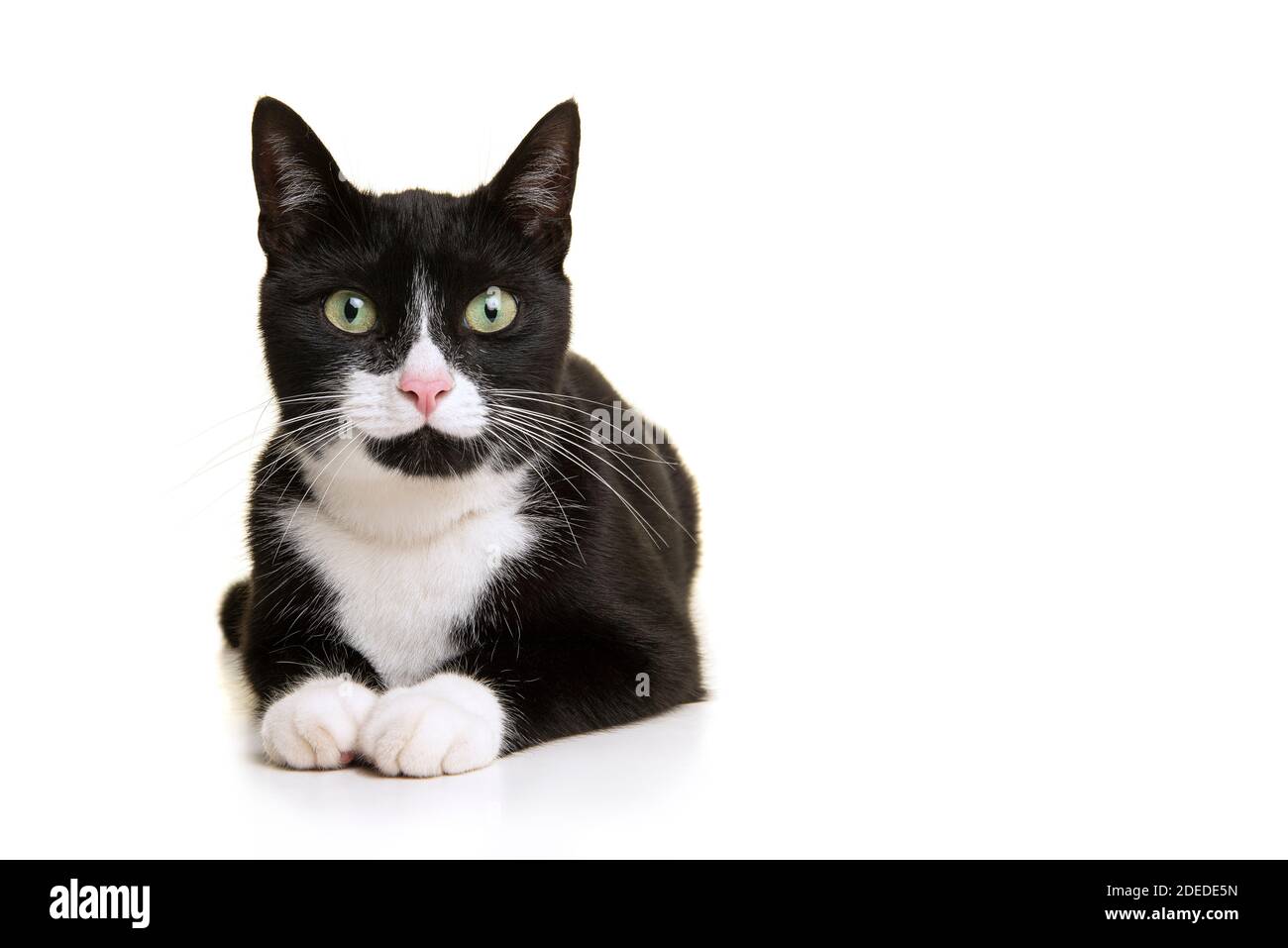 Pretty black and white cat lying down looking at the camera isolated on ...