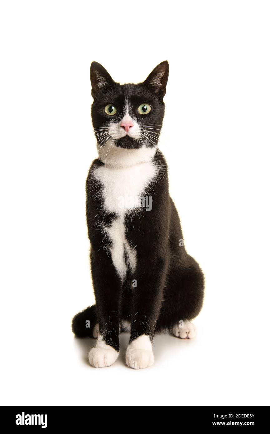 Black and white sitting european shorthair cat looking at the camera isolated on a white background Stock Photo