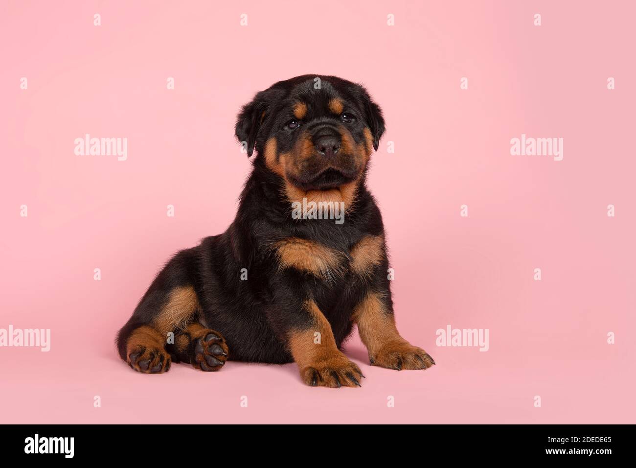 Cute young rottweiler puppy sitting on a pink background Stock Photo ...