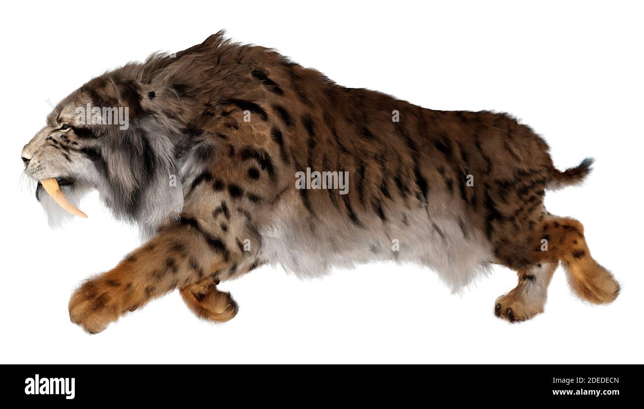 3D rendering of a sabertooth tiger isolated on white background Stock ...