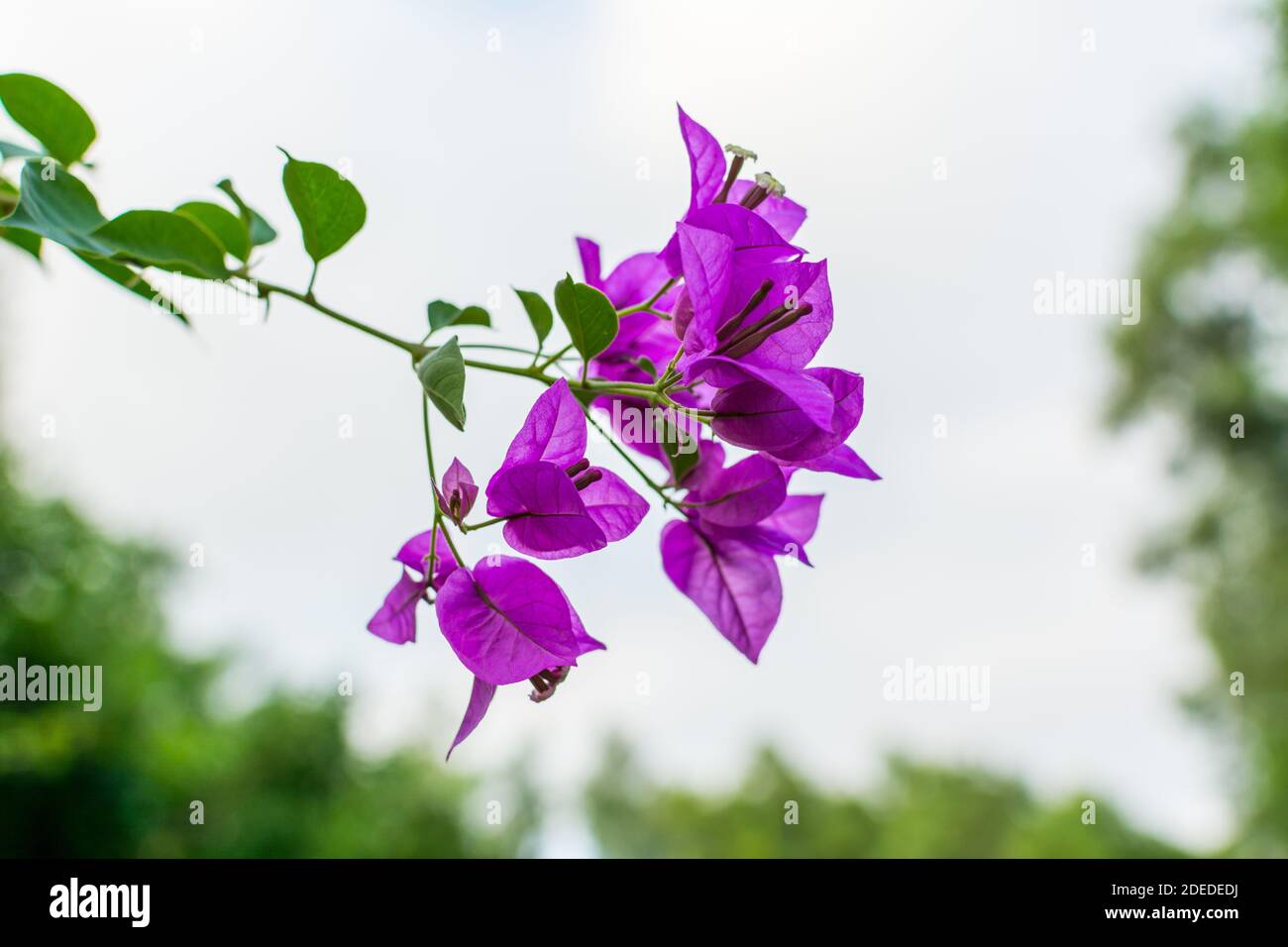 Purple bougainvillea spectabilis flower blooming against cloudy sky in Shenzhen, China. Bougainvillea also known as great bougainvillea. It is native Stock Photo