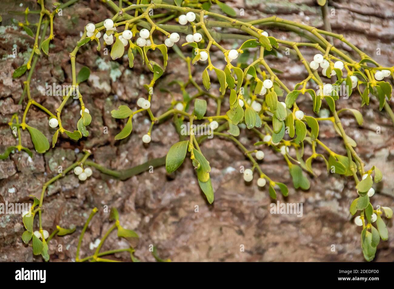 Mistletoe is often used as a Christmas decoration, and it is traditional to kiss someone under it: Stock Photo