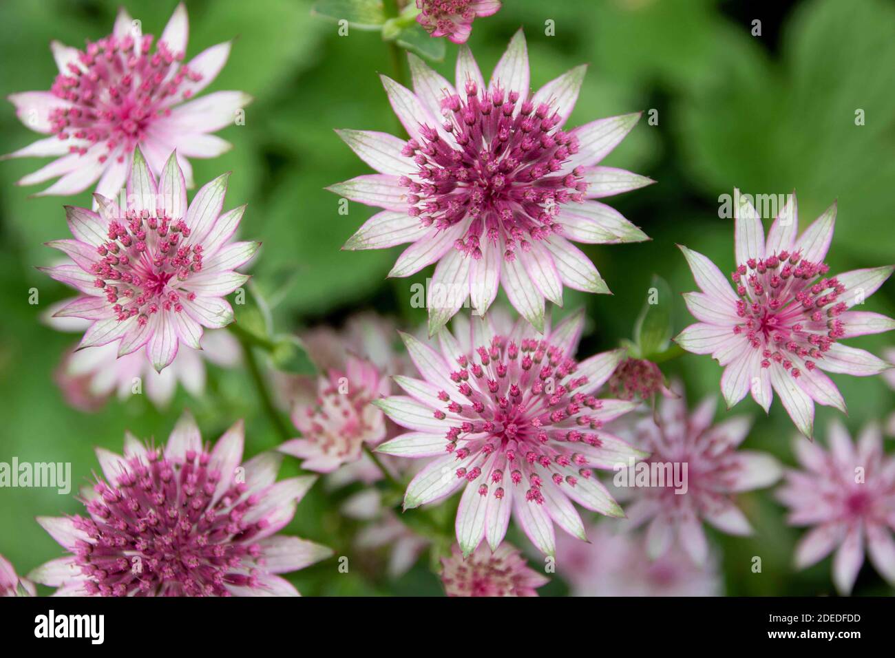 Astrantias, also known as Hattie's pincushion or masterwort, are charming perennials with branched heads of neat pincushion flowers Stock Photo