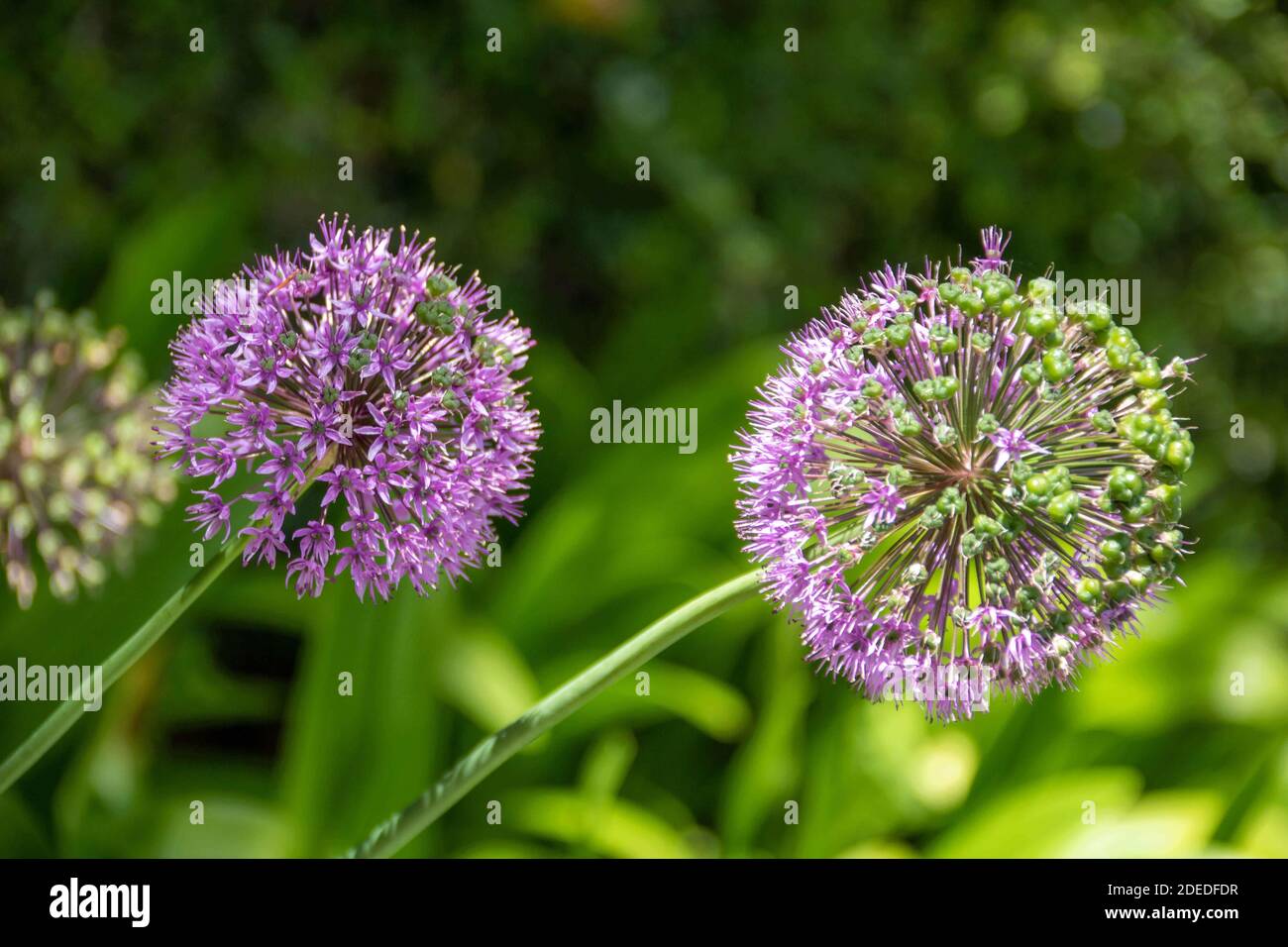 beautiful flower head of Allium Globemaster a striking ornamental onion with its inflorescence consisting of dozens of small star shaped violet flower Stock Photo