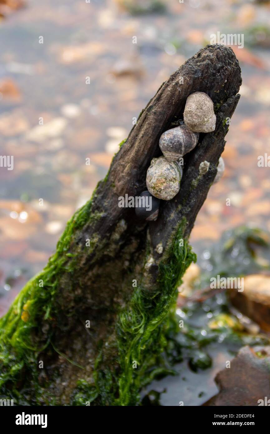 common periwinkles attached to an old piece of timber Stock Photo