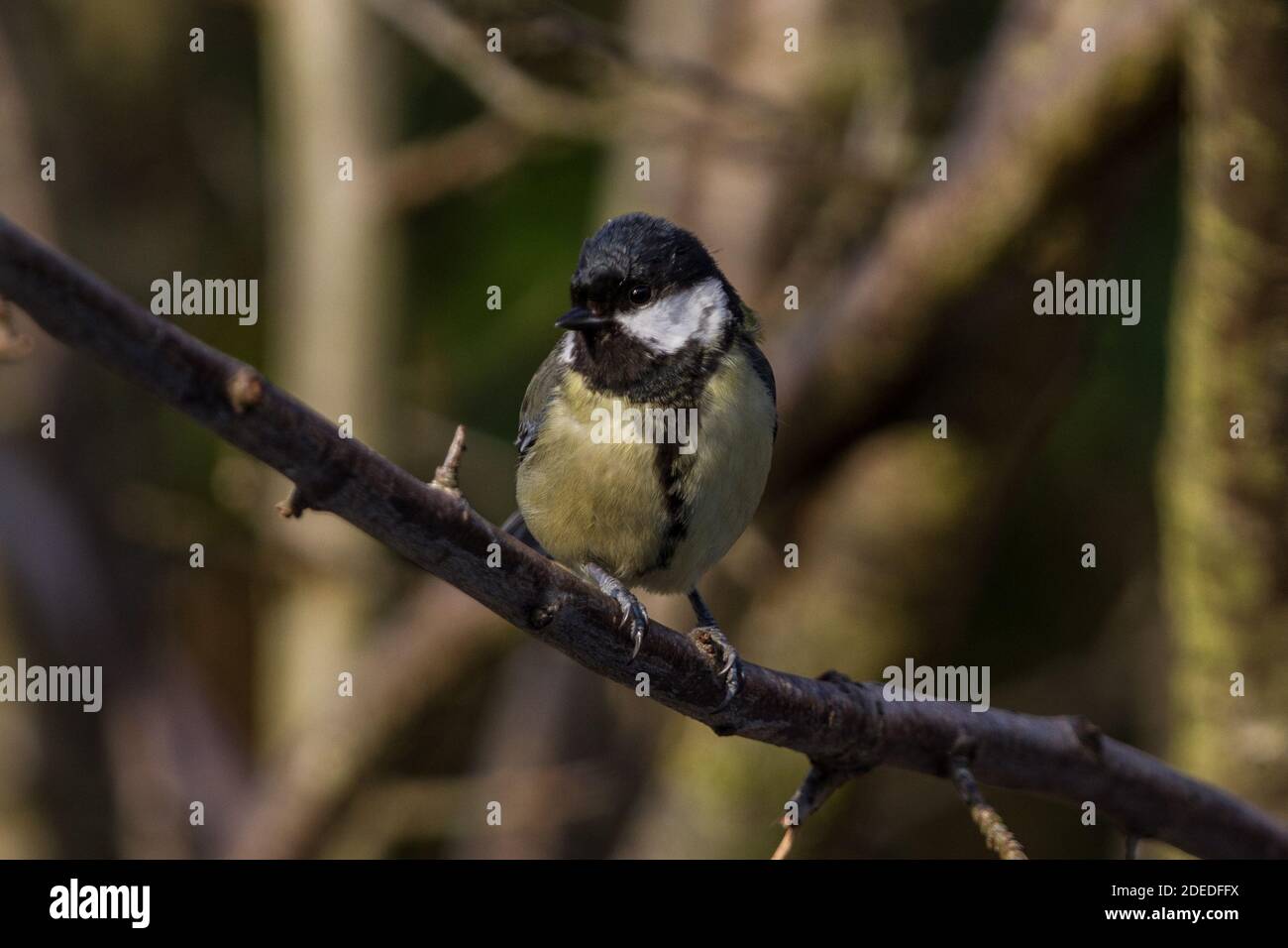 Great Tit. Parus major. Portrait of single adult perched in tree. West Midlands. British Isles. Stock Photo