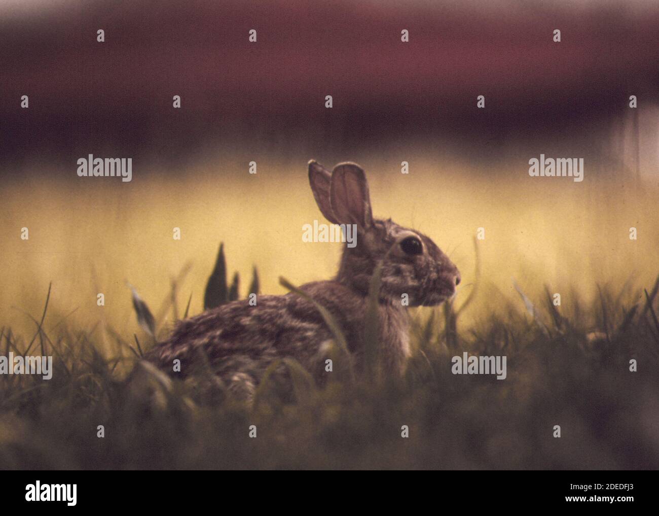 1970s Photos (1973) - Cottontail rabbit in a lawn at Purvis Beach (Lake ...