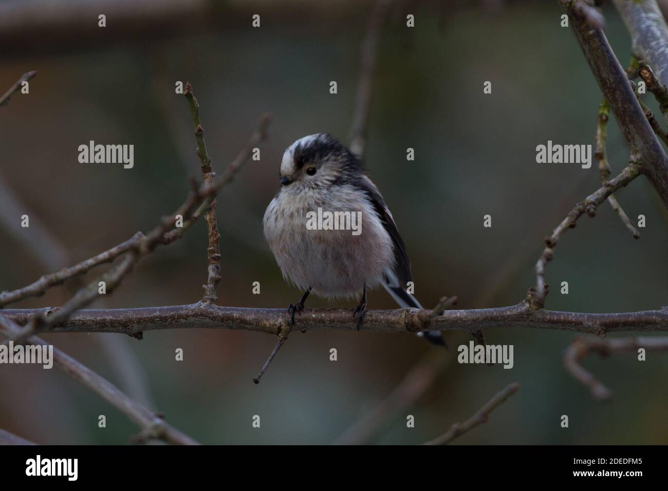 Long-Tailed Tit. Aegithalos caudatus. Portrait of single adult perched in tree. West Midlands. British Isles. Stock Photo