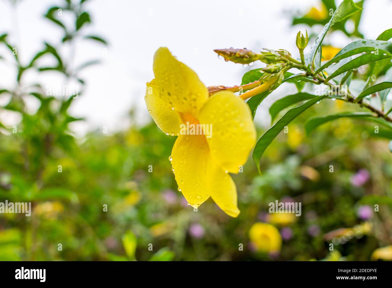 Yellow bell Allamanda cathartica flower, also called golden trumpet flower with raindrops after raining in the springtime. Stock Photo