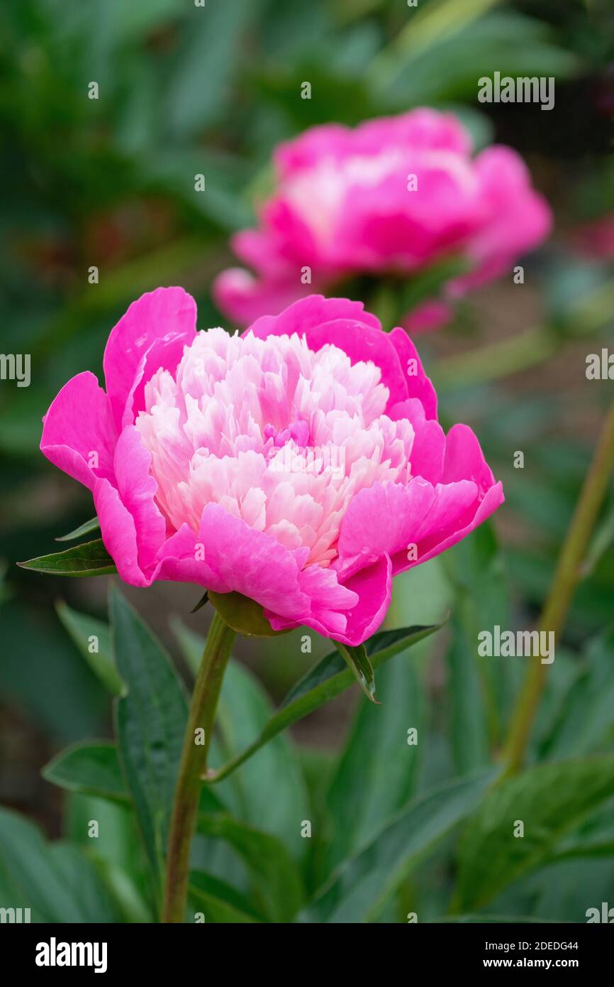 Chinese Peony, Garden Peony 'Santa Fe', Paeonia lactiflora 'Santa Fe' flower. Pink blooms with pale-pink - white centres Stock Photo