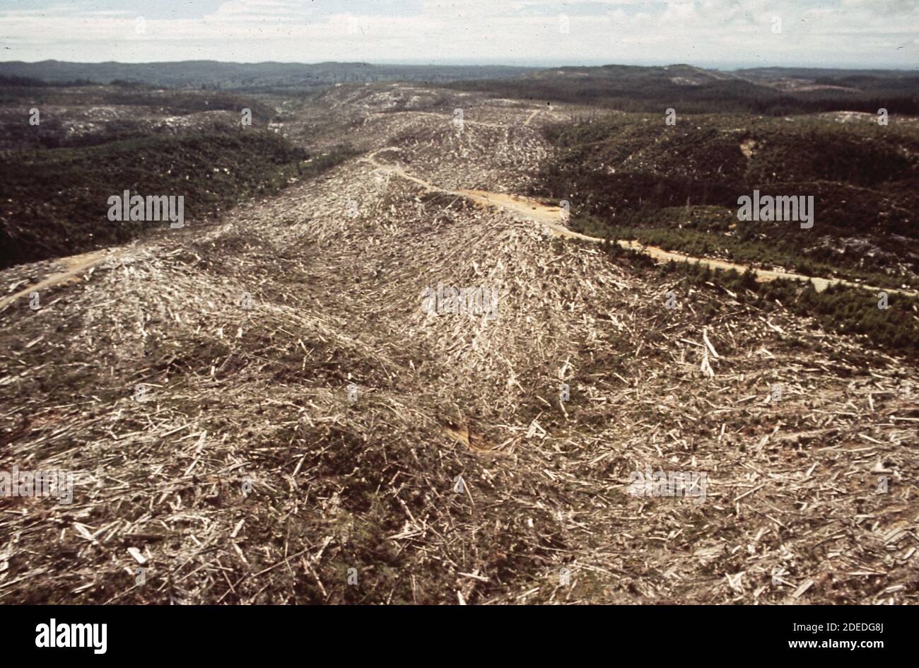 1970s Photos (1972) -  A large area of slash remains following logging operations by the U.S. Bureau of Indian Affairs. The uncleaned areas pollute nearby salmon spawning streams Stock Photo