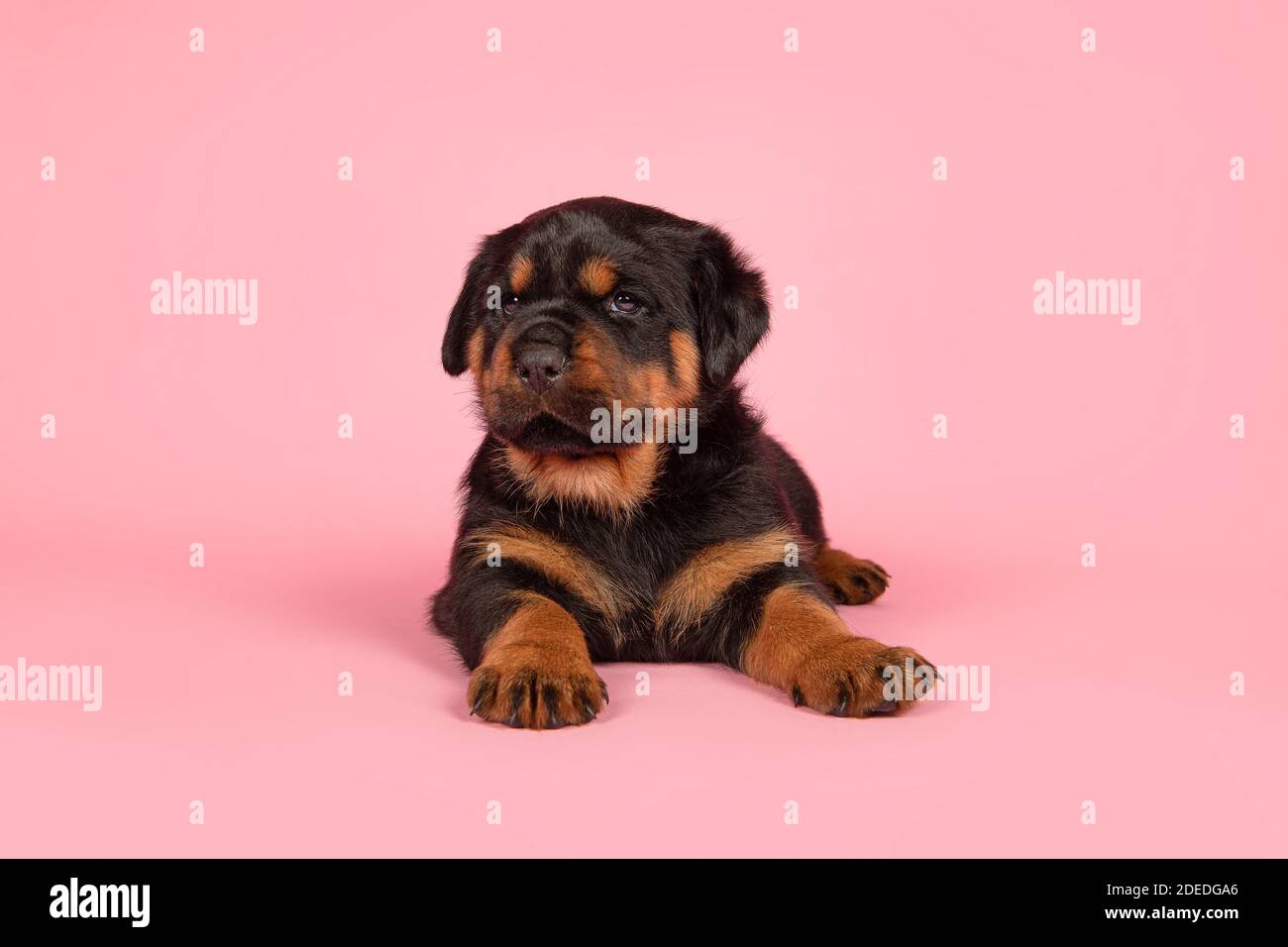Cute young rottweiler puppy lying down on a pink background Stock Photo ...