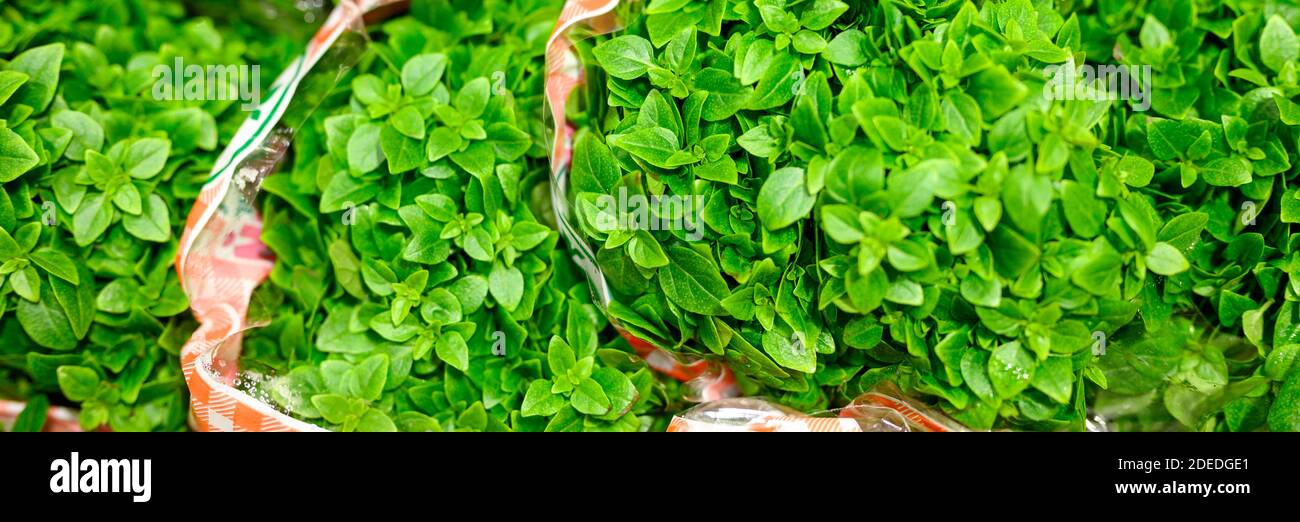 basil bundles of fresh green medicinal plants in a package. banner ...