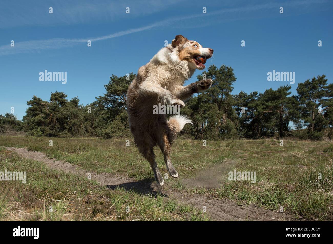 Playful Australian shepherd catching a ball on a sunny day outdoors Stock Photo
