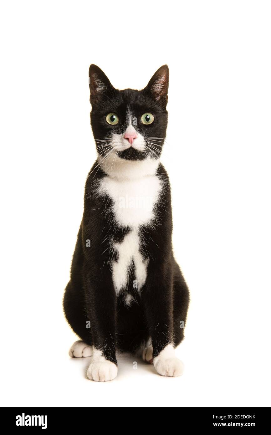 Black and white sitting european shorthair cat looking at the camera isolated on a white background seen from the front Stock Photo
