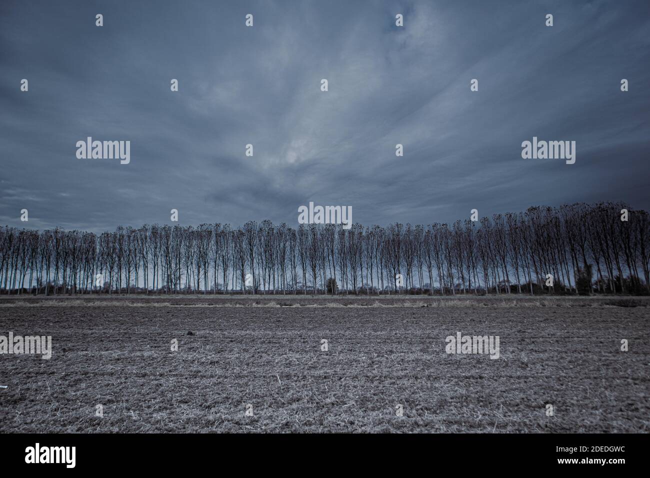 An open field with a row of trees with a grey cloudy sky Stock Photo