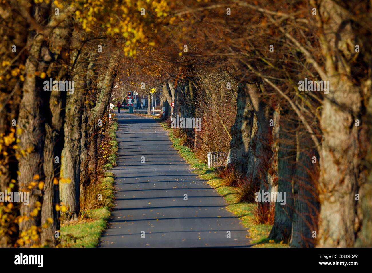 Alley trees boulevard in hi-res stock photography and images - Alamy