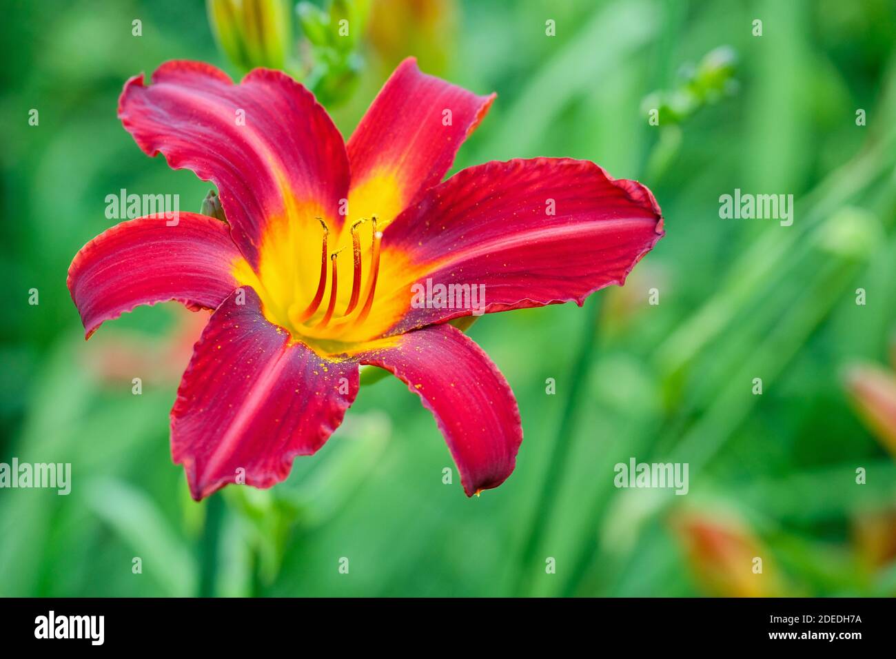 Single scarlet, lily-like flower of Hemerocallis 'Stafford'. Daylily 'Stafford' Stock Photo