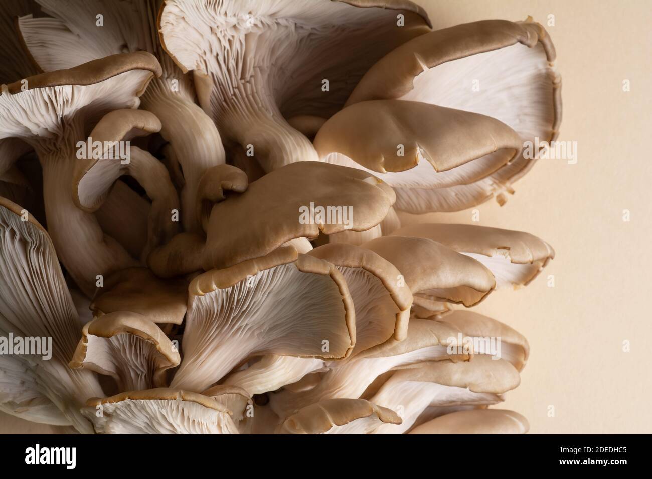 A cluster of oyster mushrooms with their fleshy caps, gills and stipes Stock Photo