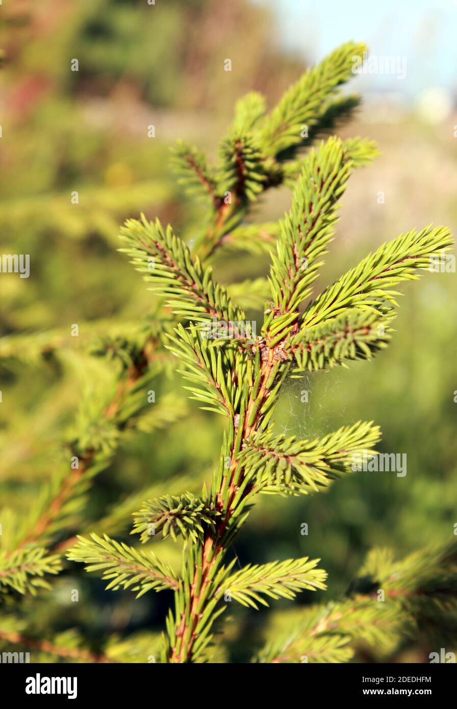 Young fir tree hi-res stock photography and images - Alamy