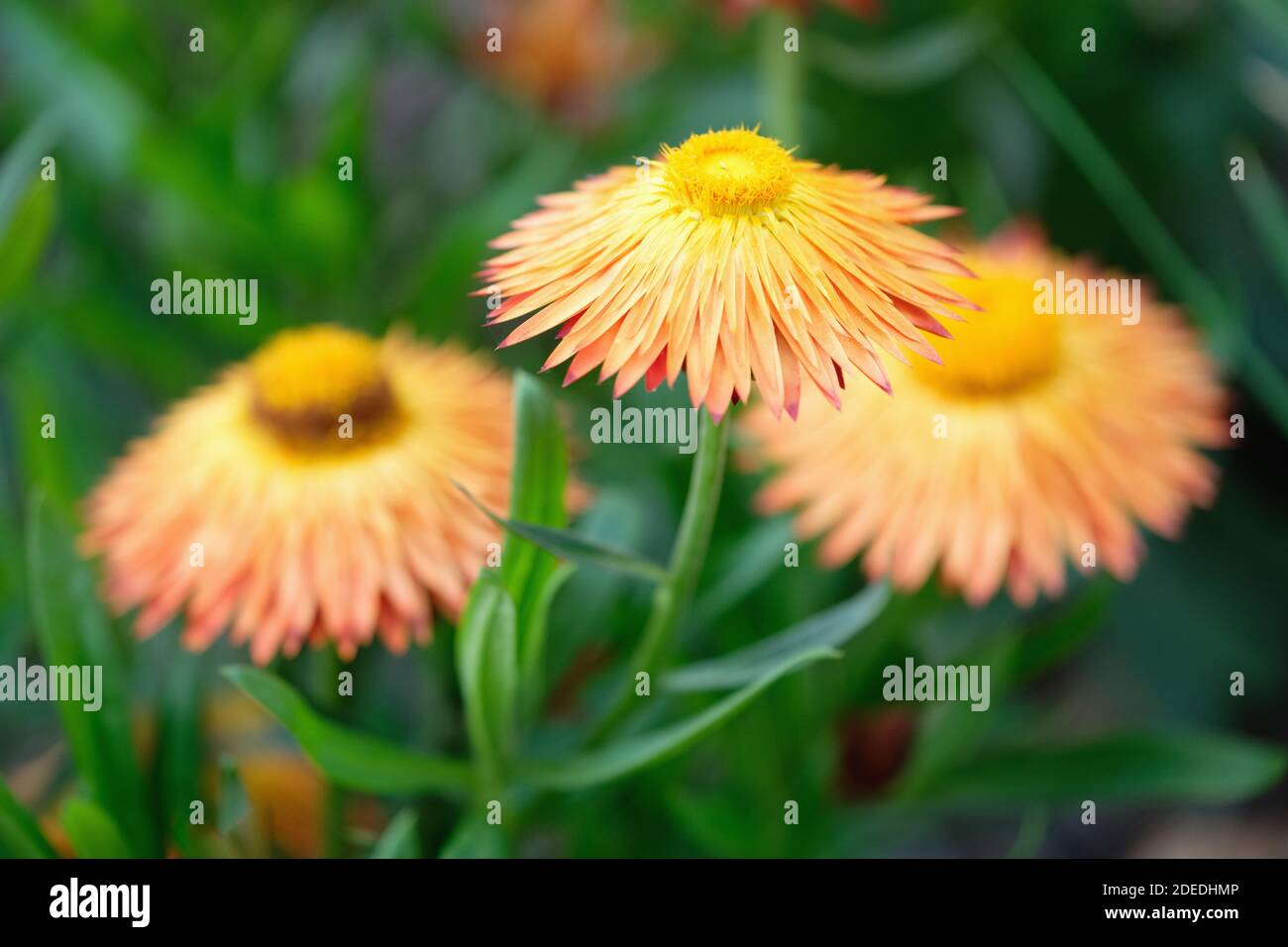 Bracteantha bracteata, xeranthemum bracteatum, helichrysum bracteatum, elichrysum bracteatum, helichrysum monstrosum. Golden everlasting flower Stock Photo