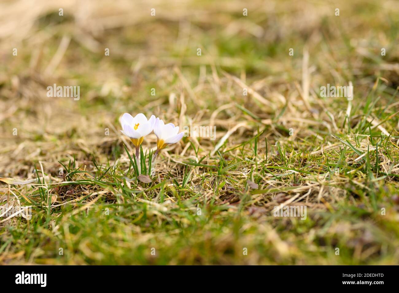 flowers crocuses in full blossom, white lilac color, grow on the withered grass. the first spring flowers in nature outdoor Stock Photo