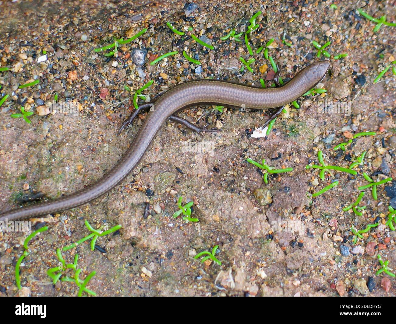 European snake eyed skink, Ablepharus kitaibelii in greece Stock Photo