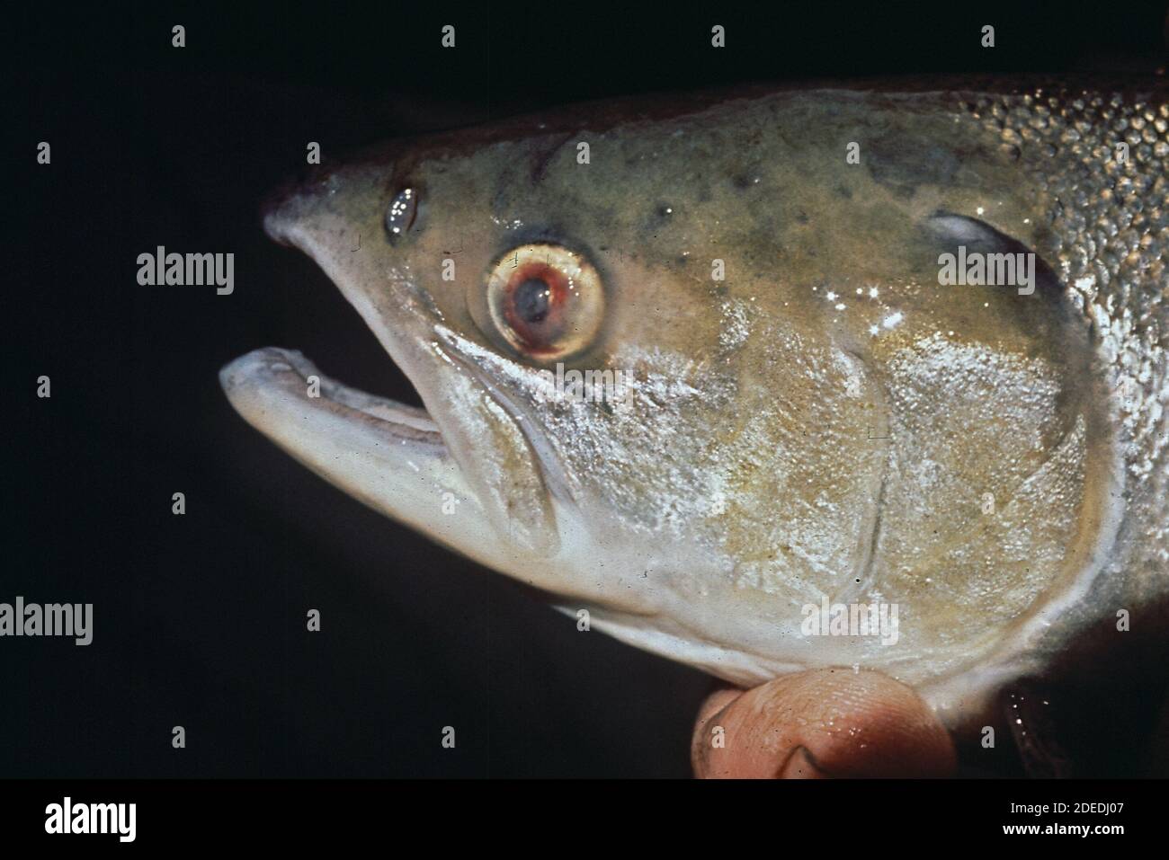 1970s Photos (1972) Closeup of left eye of sockeye salmon; afflicted