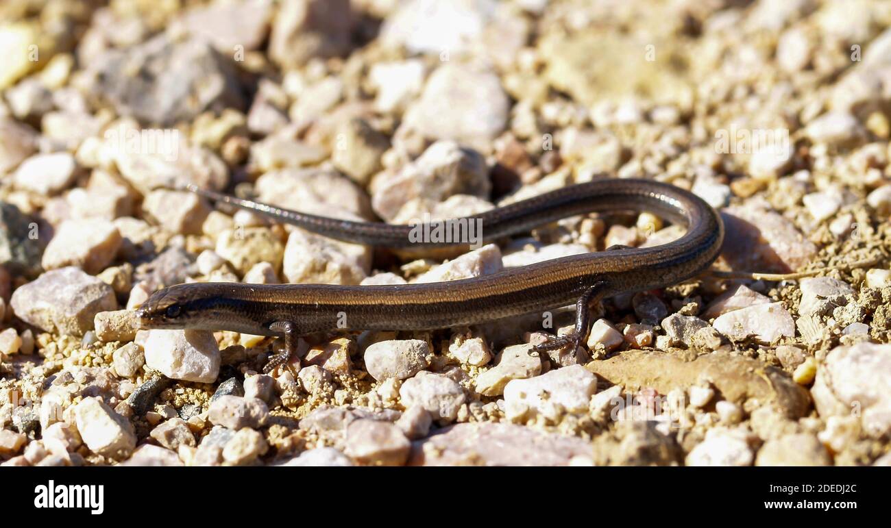 European snake eyed skink, Ablepharus kitaibelii in greece Stock Photo