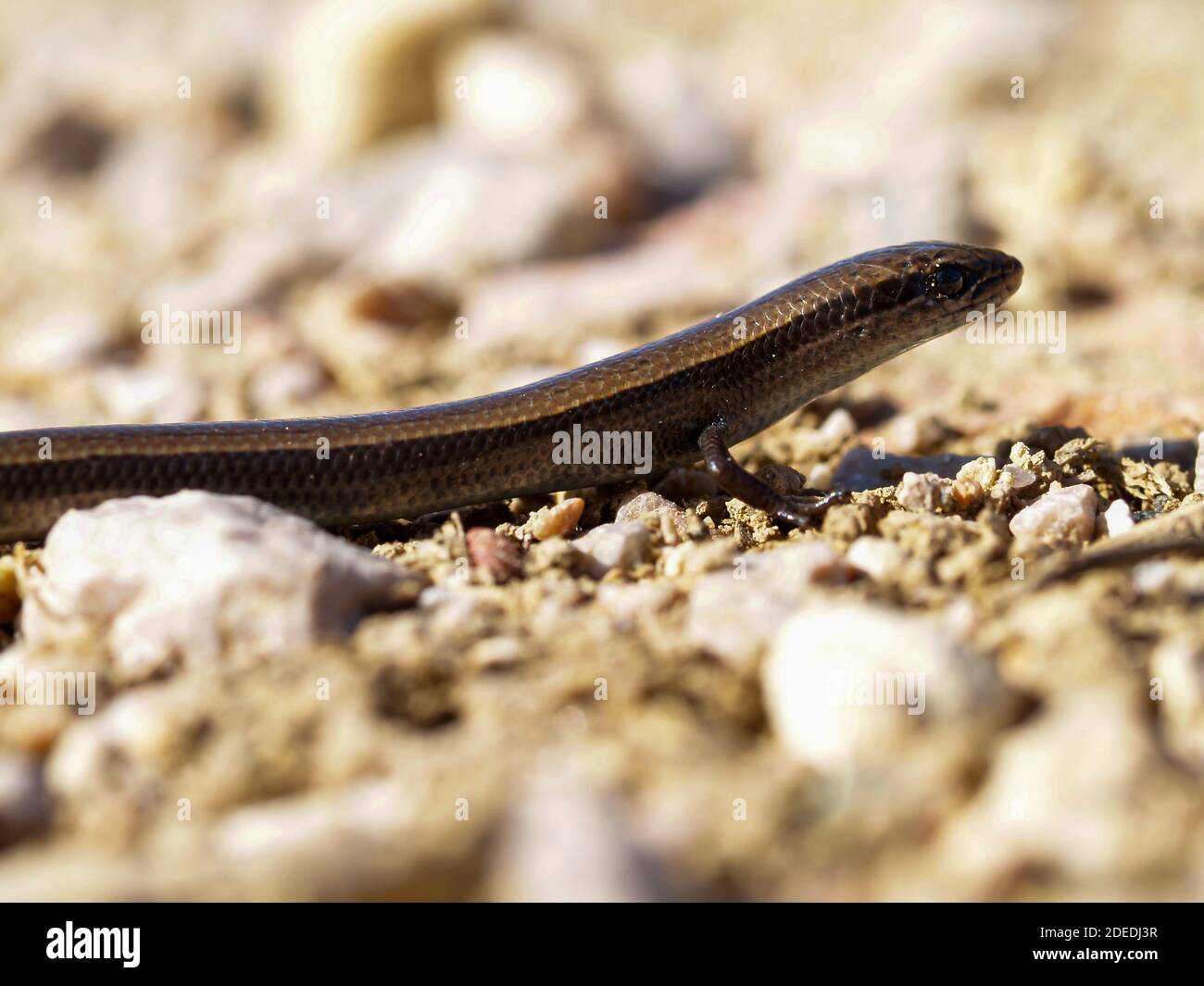 European snake eyed skink, Ablepharus kitaibelii in greece Stock Photo