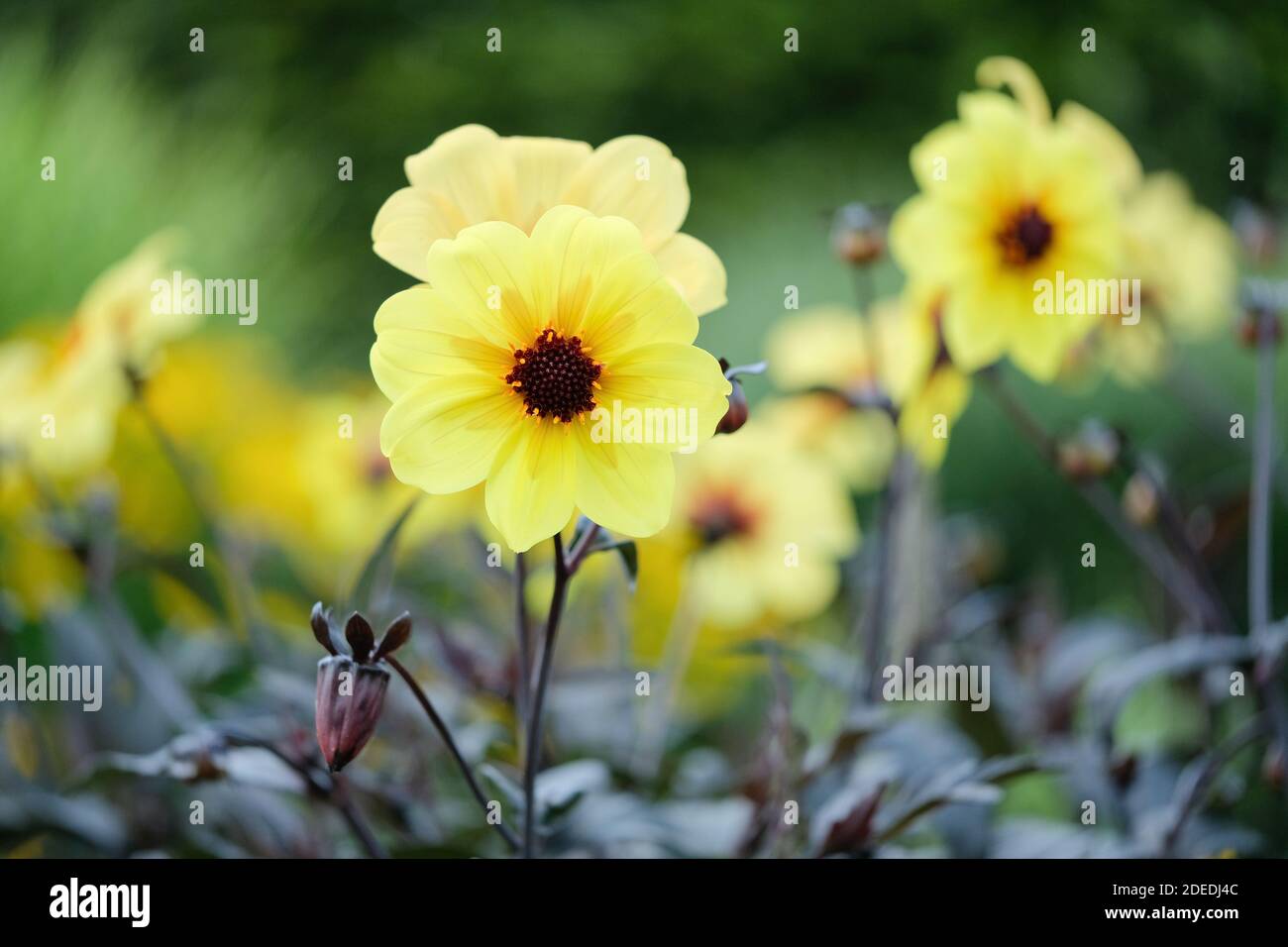 Single, bright yellow flowers with orange centres of Dahlia Knockout also known as Dahlia Mystic Sun and Dahlia Mystic Illusion Stock Photo