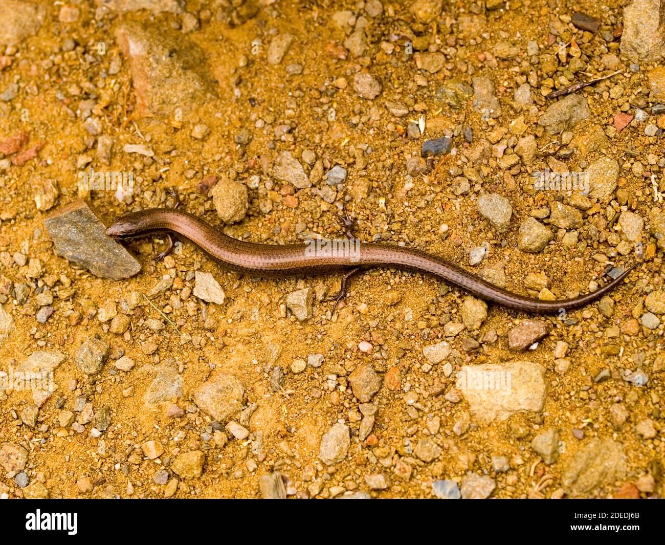 European snake eyed skink, Ablepharus kitaibelii in greece Stock Photo