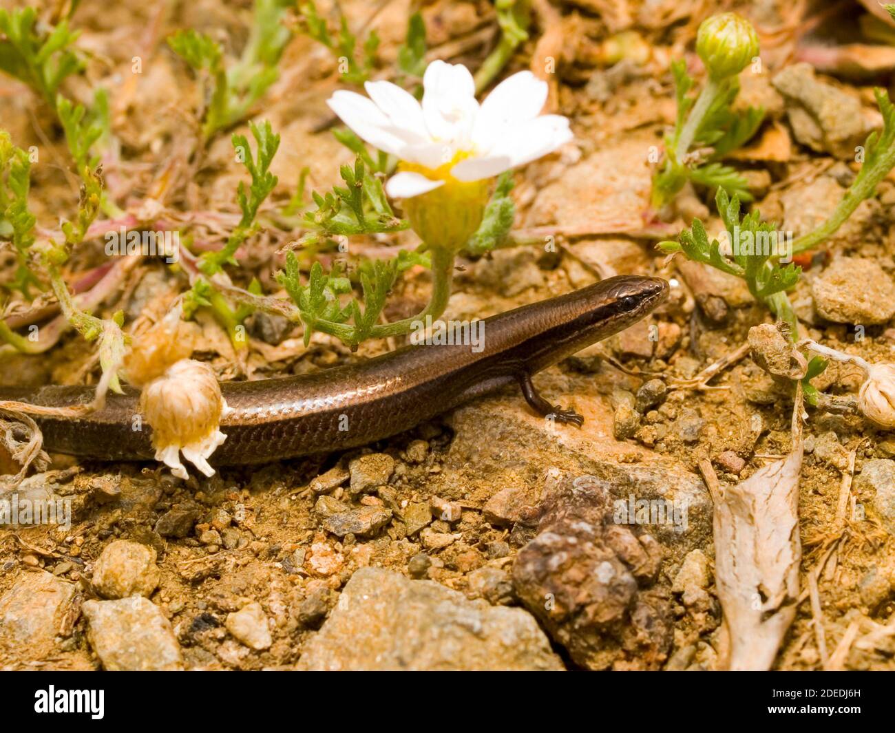 European snake eyed skink, Ablepharus kitaibelii in greece Stock Photo