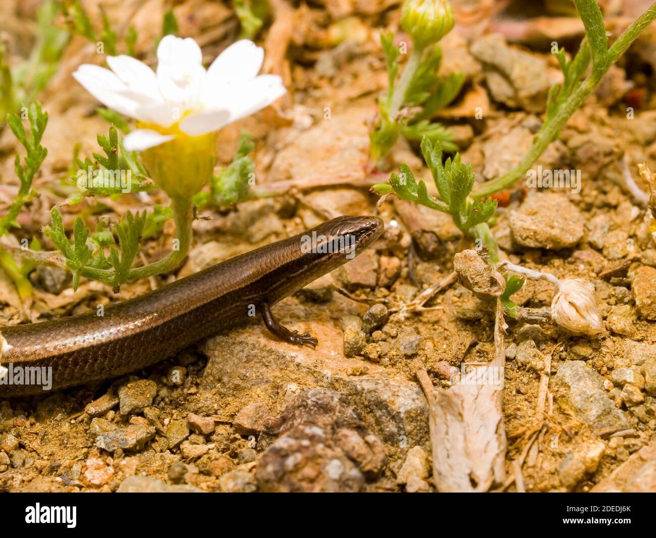 European snake eyed skink, Ablepharus kitaibelii in greece Stock Photo