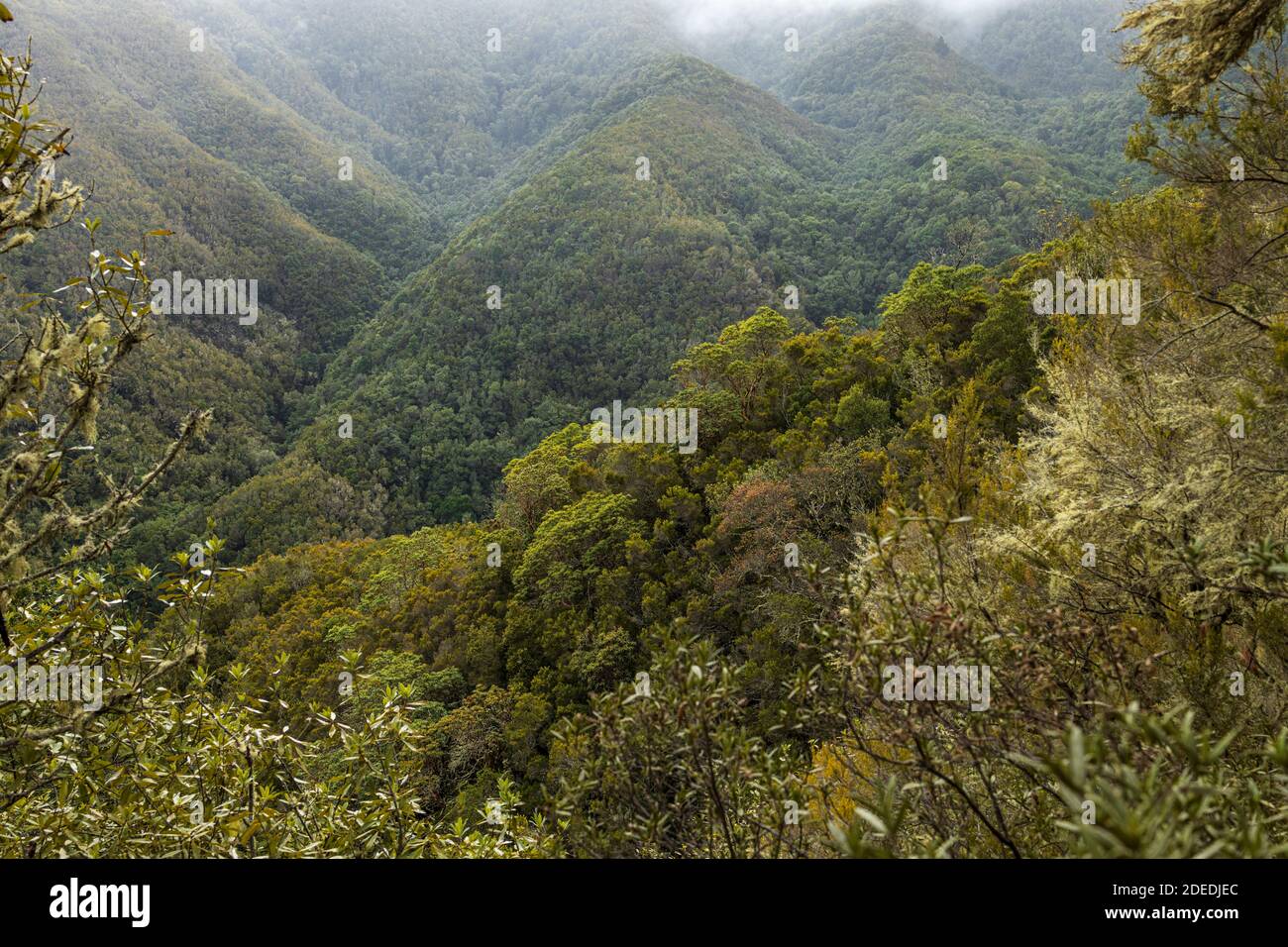 Cloudy overcast day over the Madre de Agua forests near Erjos, Teno, Tenerife, Canary Islands, Spain Stock Photo