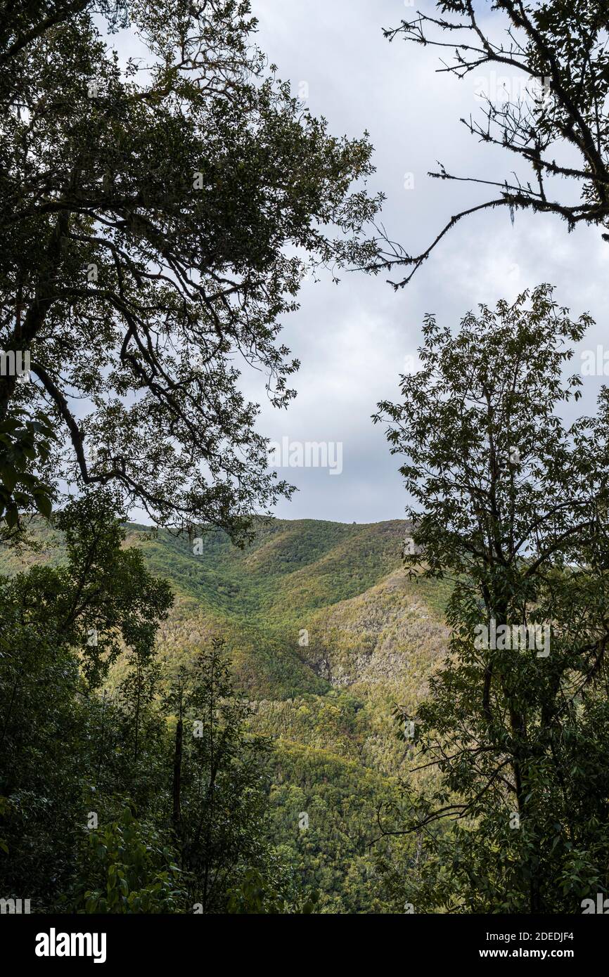 Cloudy overcast day over the Madre de Agua forests near Erjos, Teno, Tenerife, Canary Islands, Spain Stock Photo