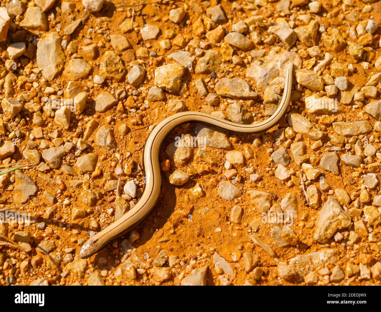 slow worm, anguis fragilis in austria Stock Photo - Alamy